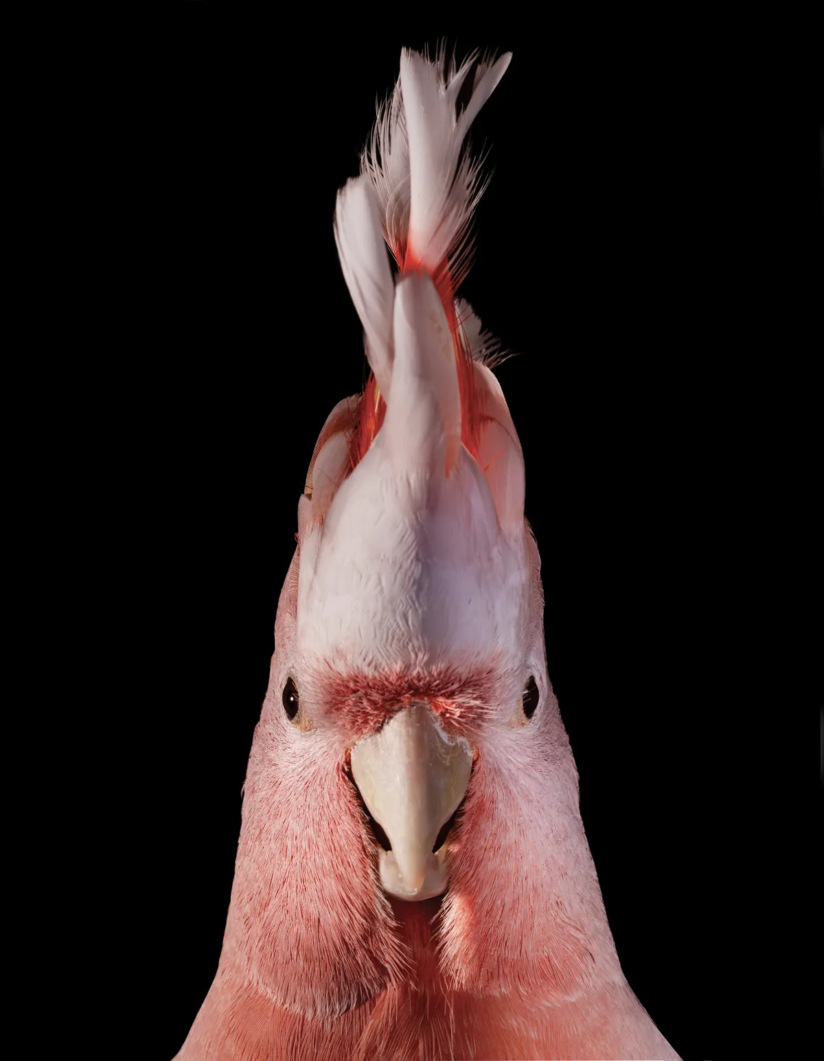 Portrait d’un cacatoès de Leadbeater, huppe dressée, sur fond noir