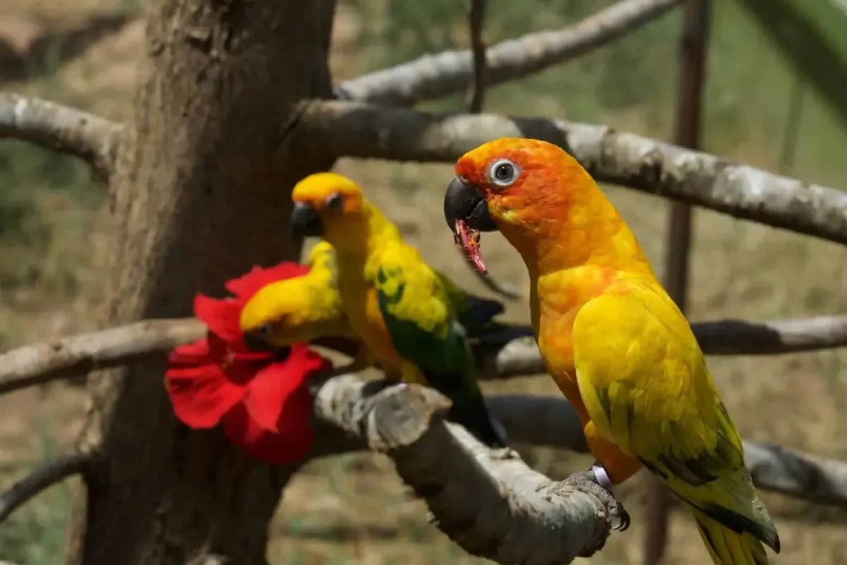 Conures soleil sur une branche