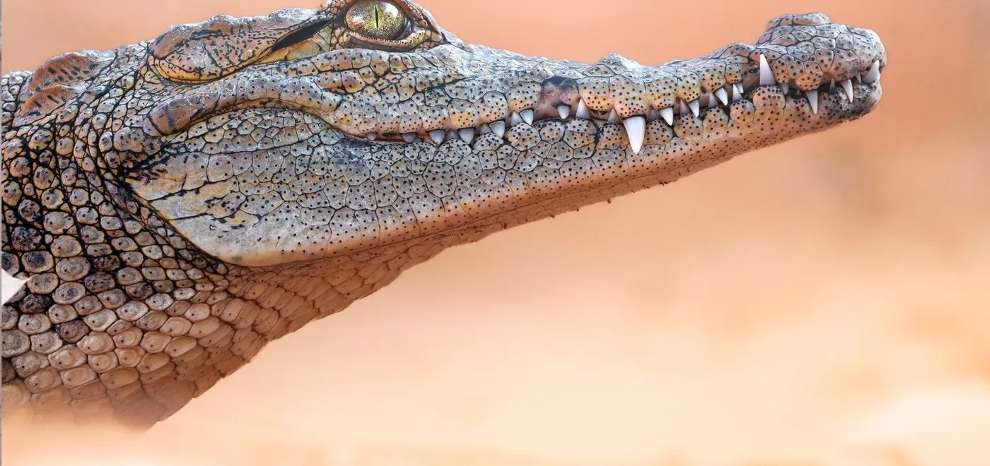 Crocodile de l’Ouest africain, gueule entrouverte
