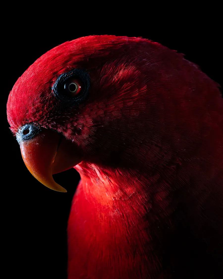 Portrait d’un lori rouge sur fond noir