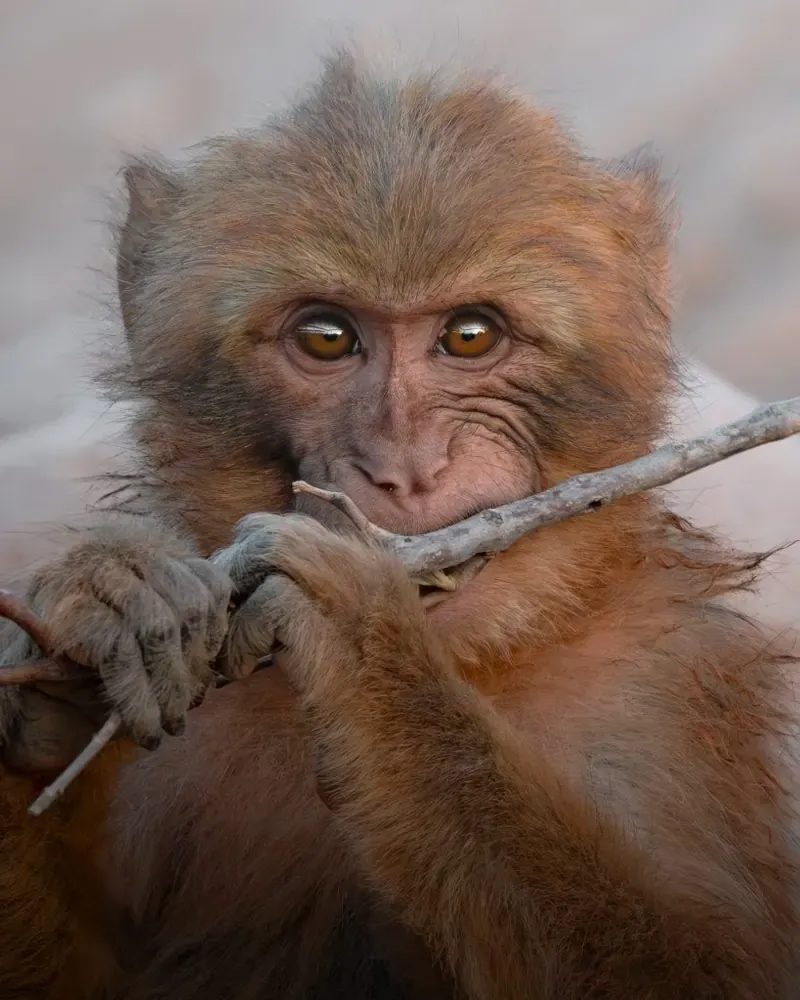 Jeune macaque de Barbarie qui grignote une brindille