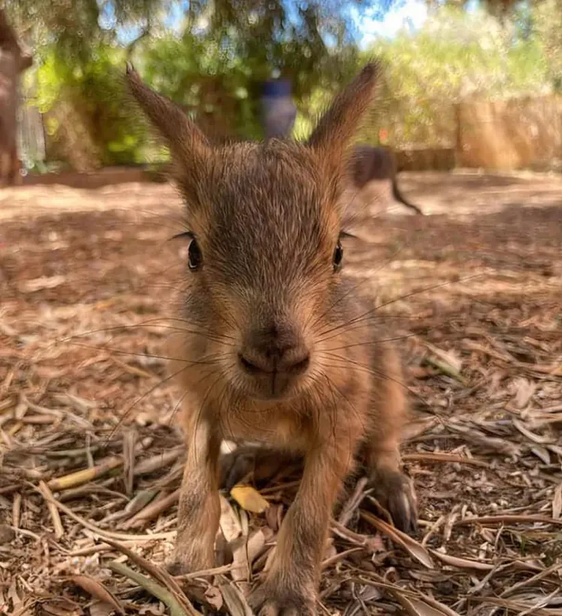 Bébé mara qui regarde l’objectif