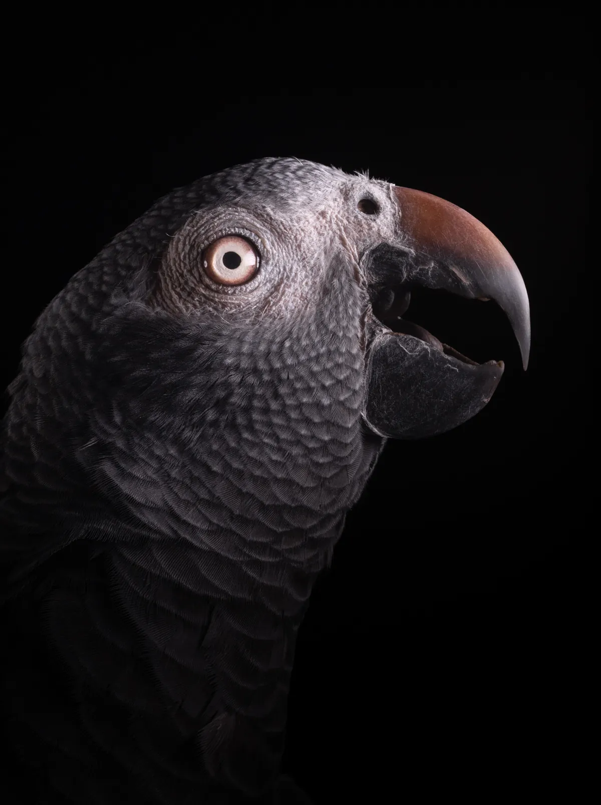 Portrait d’un perroquet gris, bec entrouvert, sur fond noir