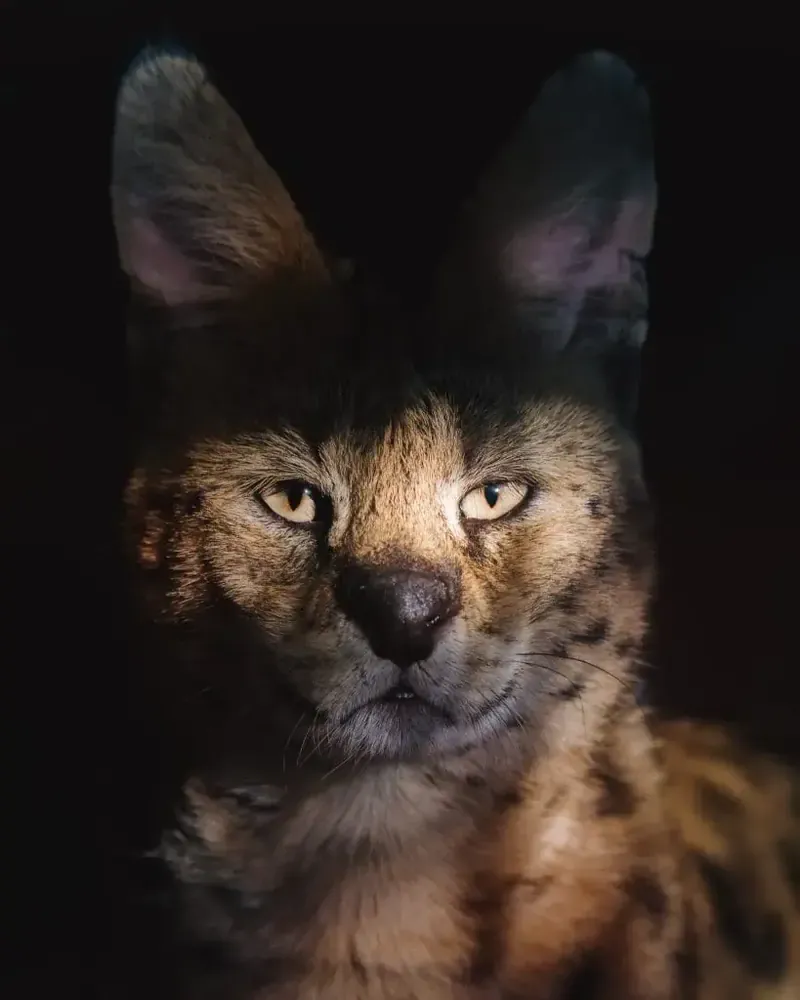 Portrait d’un serval sur fond noir