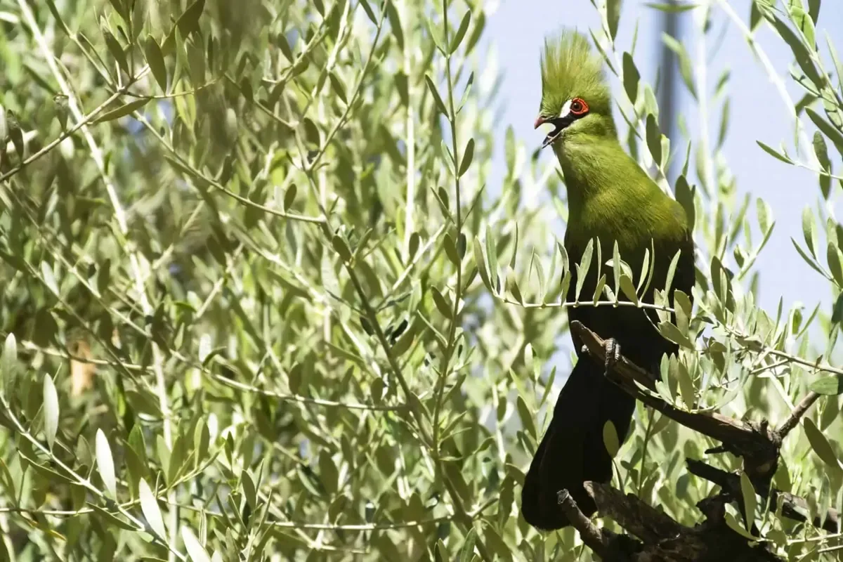 Touraco vert perché dans un olivier