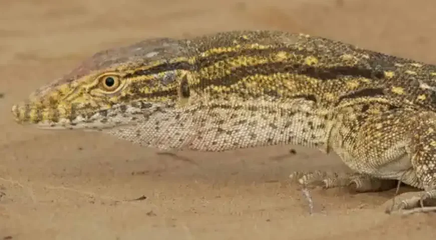 Varan du désert sur le sable