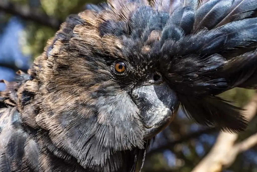 le perle aux oiseaux